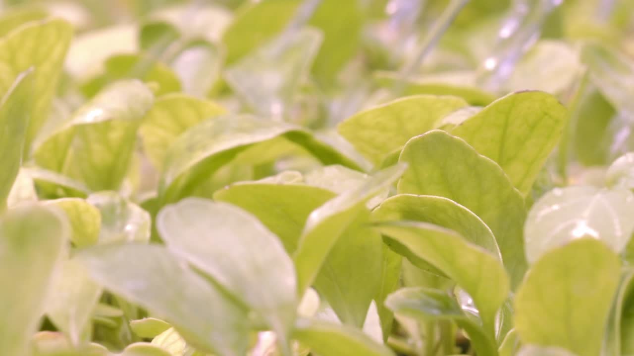 식물의 바닥으로 노즐을 향하는 것은 성공적인 관개를 보장합니다.