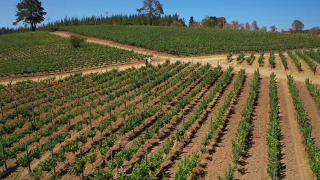 aerial: vineyards of the coast of colchagua valley chile in summer seen from drone paredones