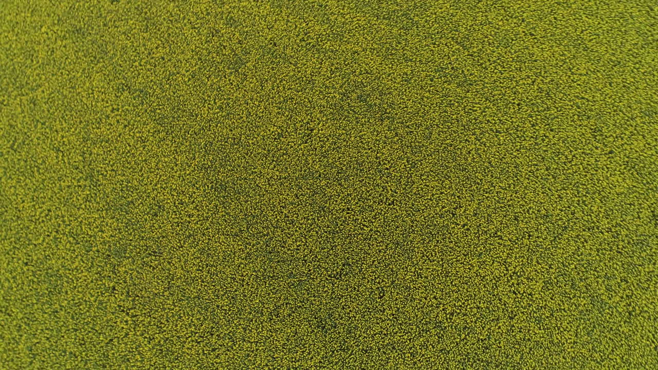 카놀라  위에서 올라와 회전하는 패턴과 질감