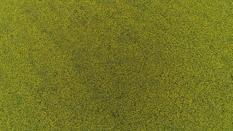 rising and spinning over a canola fields pattern and texture