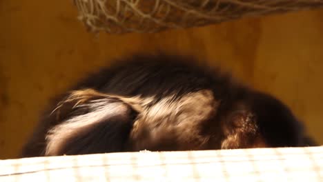 cute monkey eating inside a cage