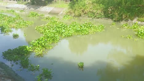 Canal-with-Floating-Botanical-Plants-Drifts-on-the-Water's-Surface-in-Thailand