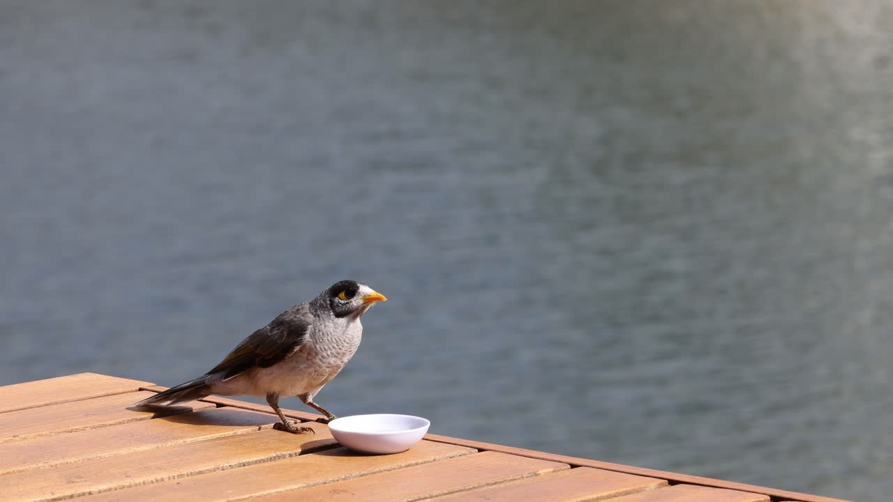 Bird eats from a small dish on a wooden dock