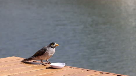 bird eats from a small dish on a wooden dock