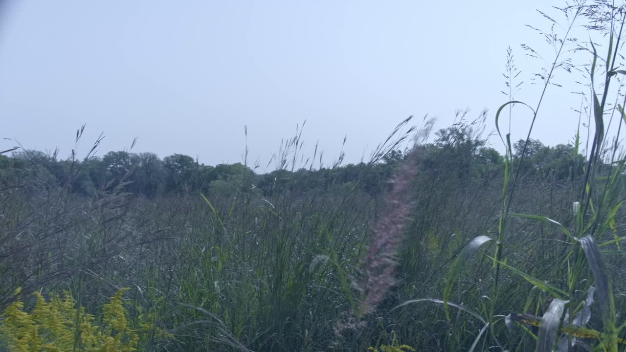 Wild plants gently blowing in the wind
