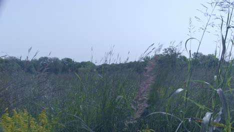 wild plants gently blowing in the wind