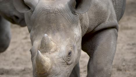 Rhinoceros-walking-straight-towards-the-camera