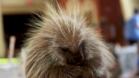 close-up of porcupine eating food at indoor animal rescue petting zoo