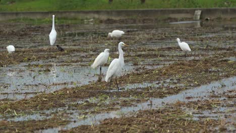 Flock-of-great-egret,-little-egret,-house-sparrow-and-crested-myna-foraging-for-crops-on-the-rice-paddy-field-after-harvested