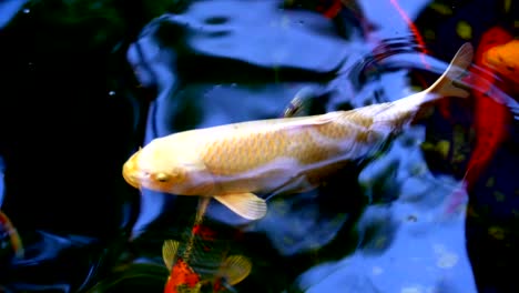pescado koi o carpa amur pescado nadando en el estanque. es más específicamente nishikigoi y variedades coloreadas de carpa al aire libre en el estanche y el jardín de agua.