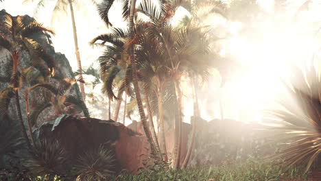 tropical paradise: sunlit palm trees and rocks