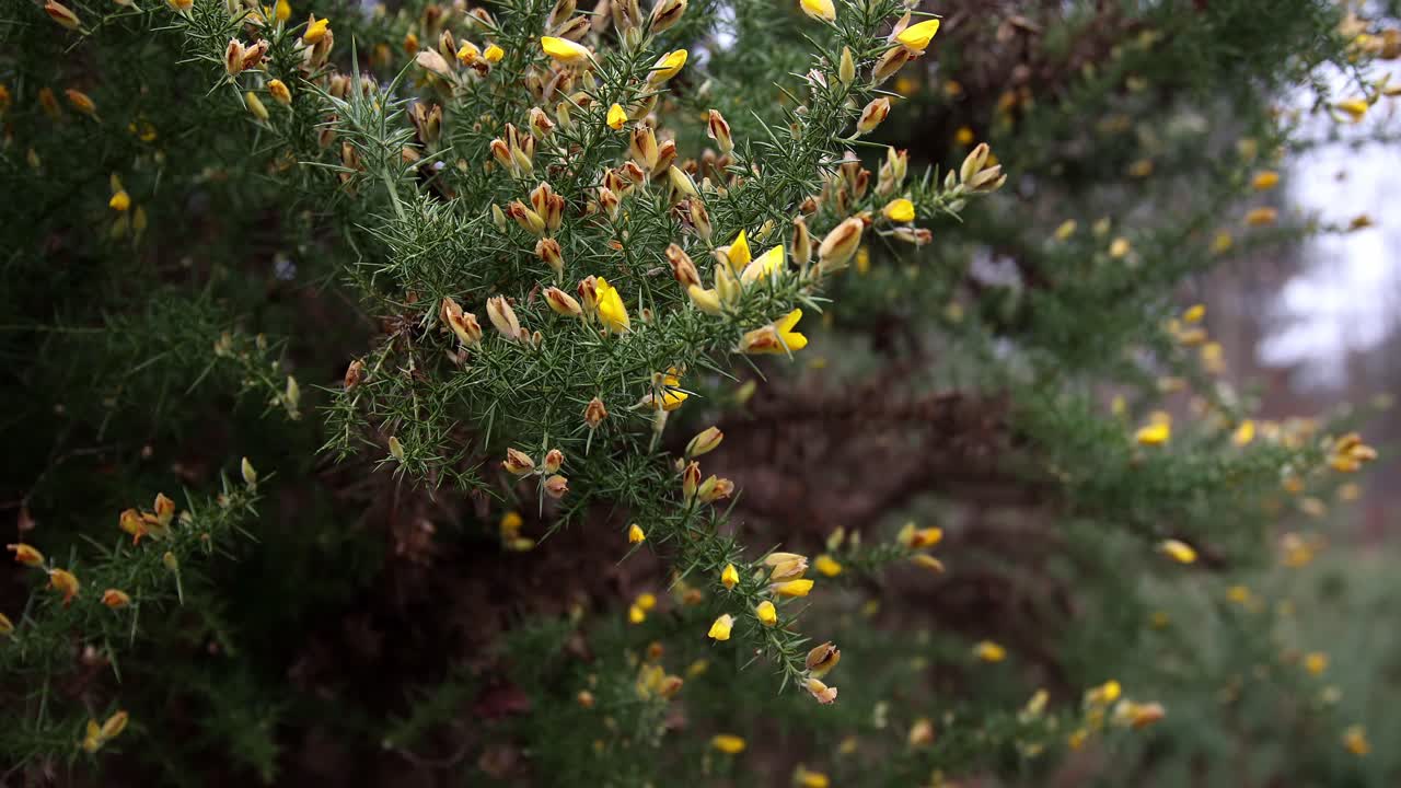 Close up shot of yellow Gorse bush