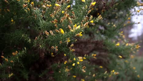 Close-up-shot-of-yellow-Gorse-bush