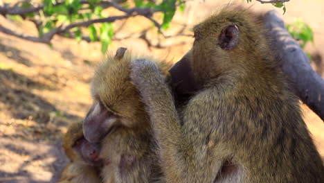 adult chamca baboon grooms his mate holding an infant, close up