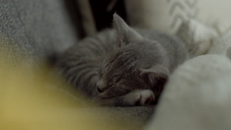 un pequeño gatito doméstico gris claro de pelo corto durmiendo profundamente en un sofá de la sala de estar