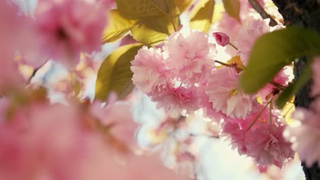 Fesselnde-Aufnahme,-Die-Die-Zarten-Rosa-Kirschblüten-In-Voller-Blüte-Zeigt,-Mit-Sonnenlicht,-Das-Durch-Die-Weichen-Blütenblätter-Inmitten-Der-Leuchtend-Grünen-Blätter-Fällt