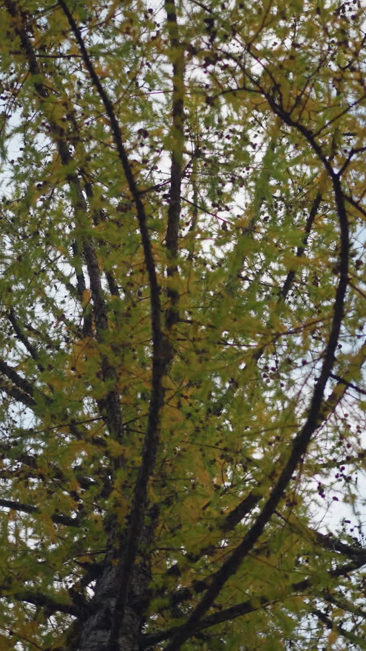 Scenic view of green tree with vibrant autumn leaves, showcasing the beauty of nature against a clear sky with soft branches and bright foliage