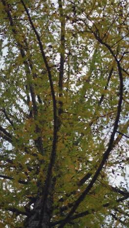 vista panorámica de un árbol verde con hojas vibrantes de otoño, que muestra la belleza de la naturaleza contra un cielo despejado con ramas suaves y follaje brillante