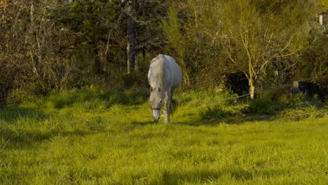 Impresionante-Caballo-Blanco-Caminando-Y-Comiendo-En-Un-Prado-Soleado-En-Galicia,-España