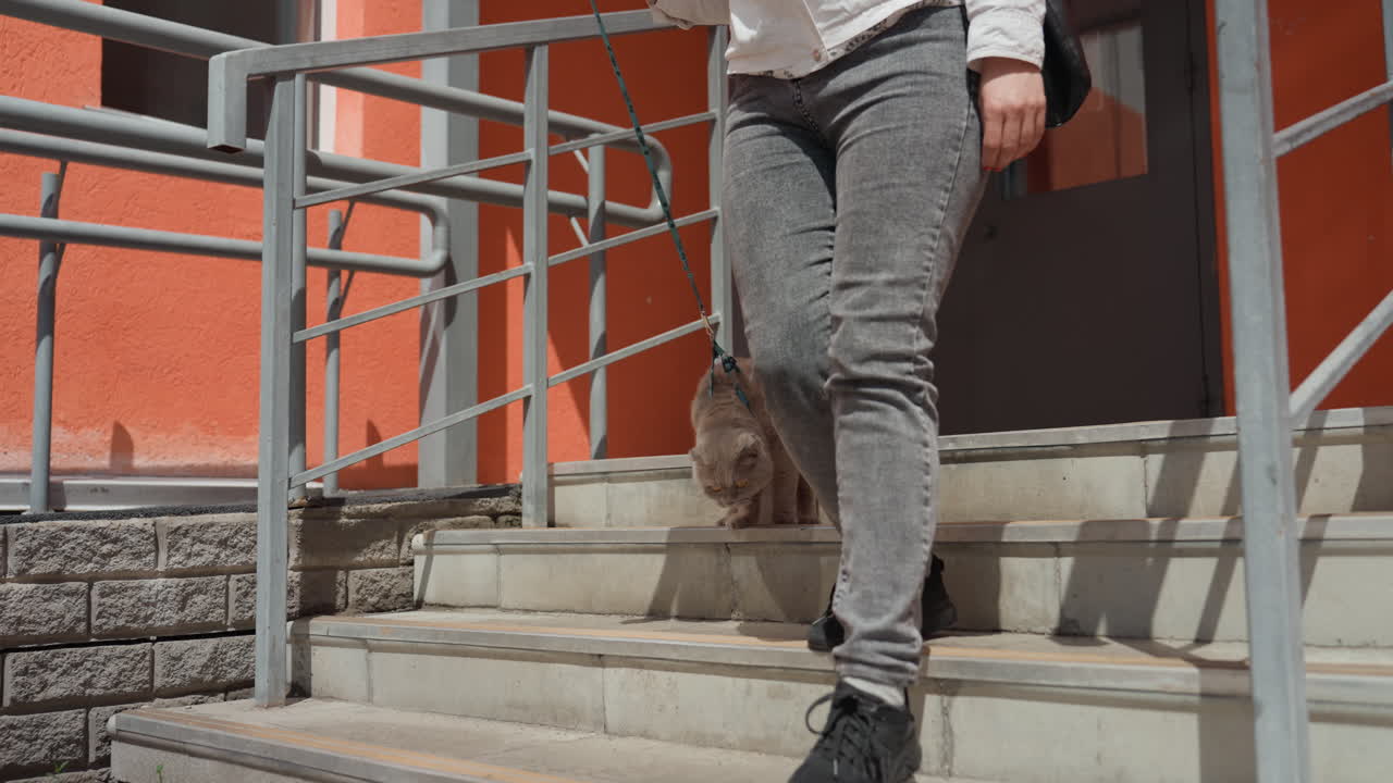 City Steps Woman Cat Coaxing Orange Facade Metal Railing Harnessed Fluffy Cat Hesitates Top Stair Owner Offers Reassurance Midday Sunlight Residential Entryway Calm Companion Moment