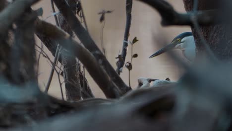 caza de garzas estriadas | vida silvestre cinematográfica