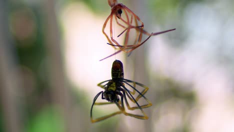 species of orb-web spiders hanging in silky spiderweb against blurry background