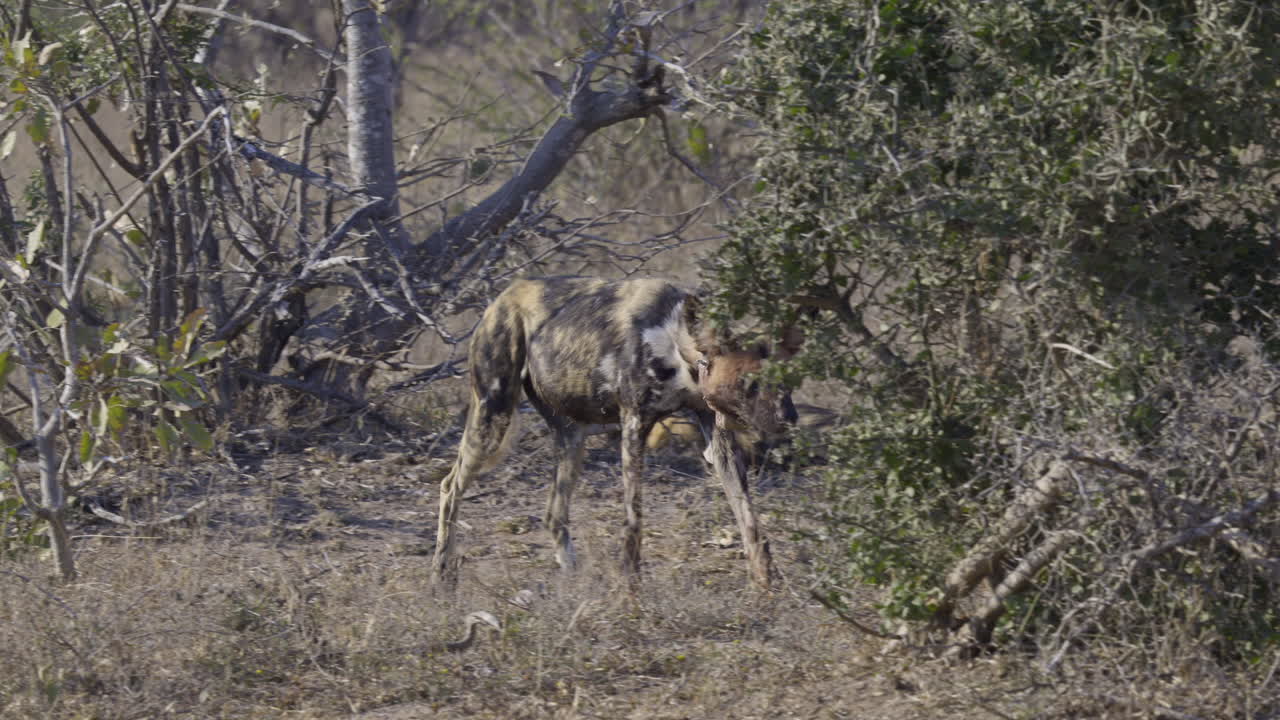 perro salvaje africano o perro pintado, adulto con collar, caminando en bushveld
