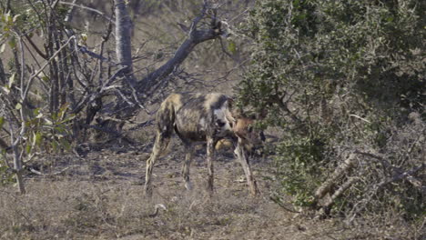 african wild dog or painted dog, adult with a collar, walking in bushveld