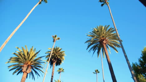 REYFORD-DR-BEVERLY-HILLS-PALM-TREES