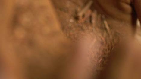 toma macro de una persona que produce polvo más loco a partir de raíces vegetales, hierba orgánica para medicina y tinte