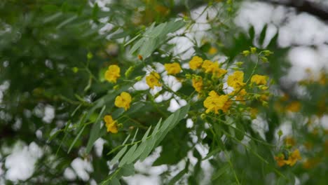 rama de acacia en flor