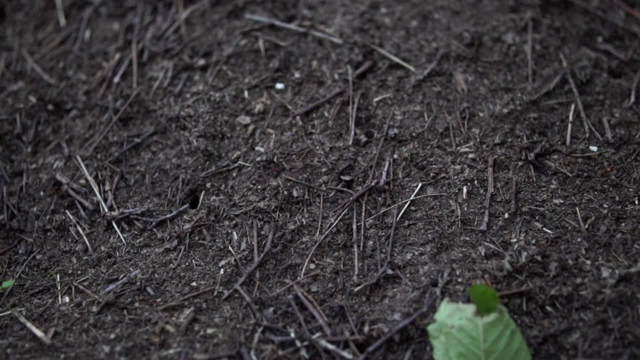 Primo piano di formiche nere della foresta che lavorano al loro nido