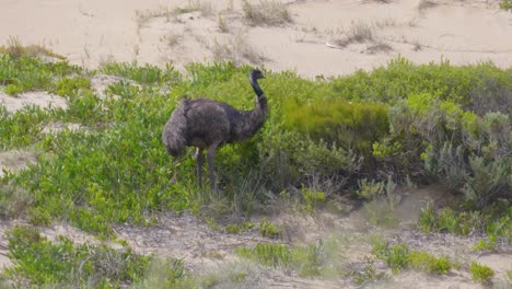 emú australiano buscando comida entre el follaje en las dunas de arena en victoria