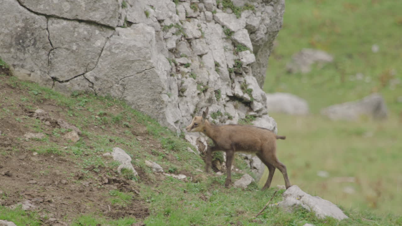 Slow motion: Primo piano di un cucciolo di camoscio che cammina in alta montagna