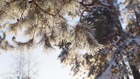 Amazing close up shot of pine needles covered with snow on a sunny winter day