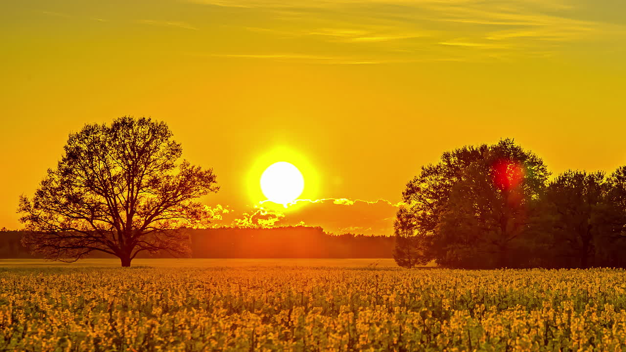 꽃밭 위 구름 뒤에 지는 주황색 태양 - 정적