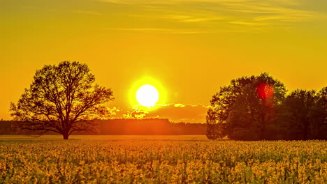 orange sun setting behind clouds over flowerfield - static