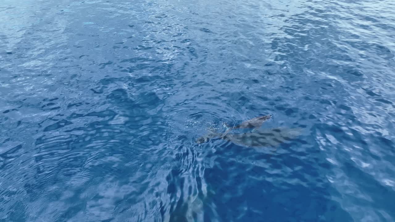 Humpback Whales In Hawaii
