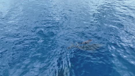 ballenas jorobadas en hawaii