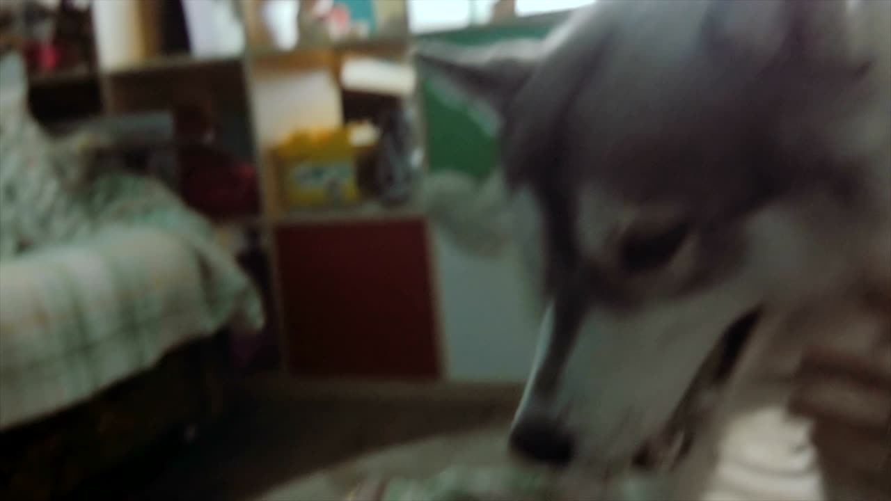 한 소녀가 개와 놀고 있다.