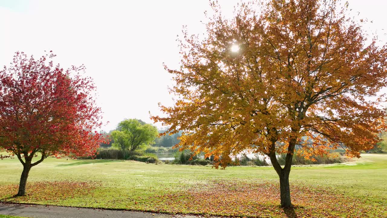 Orange leafed tree on a golf course during Autumn with the sun peaking through all of its leaves
