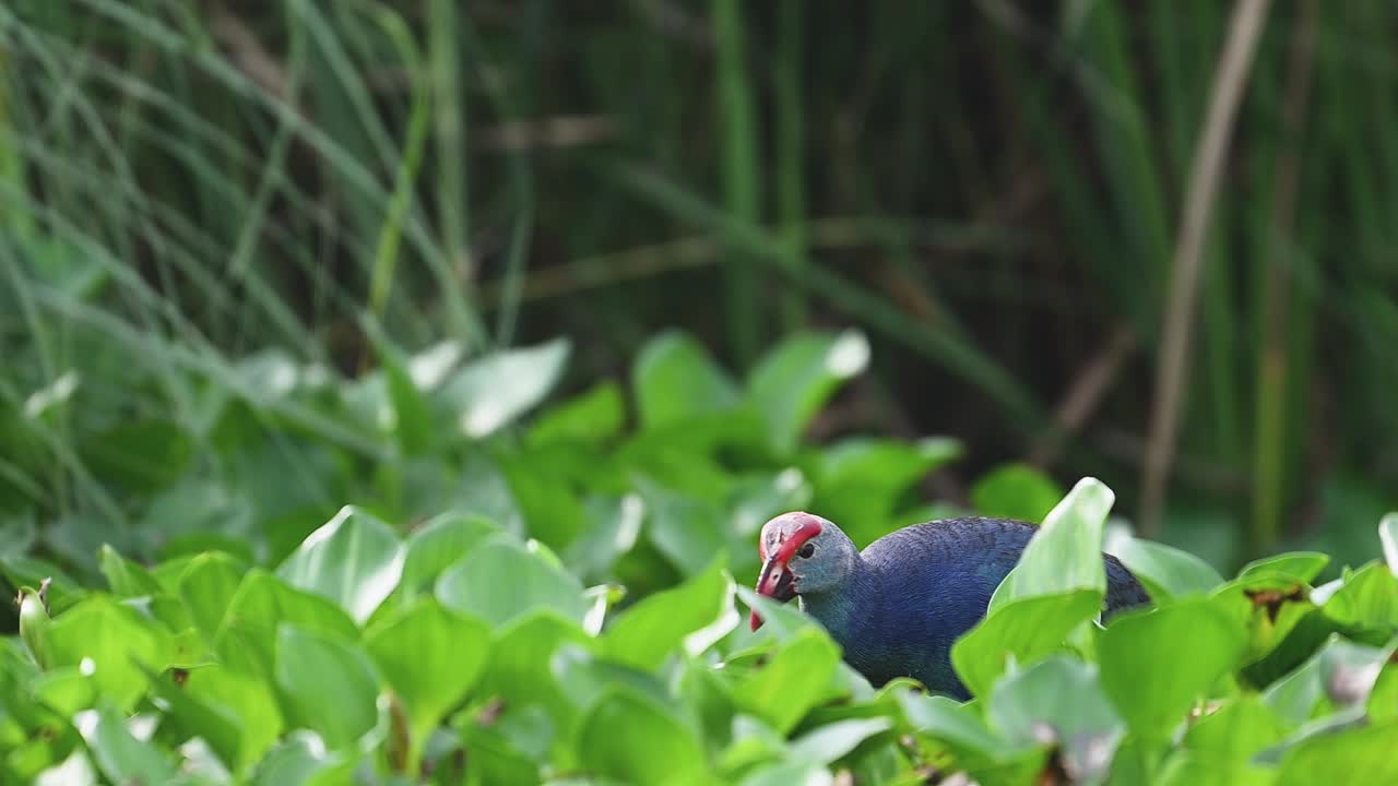Purple swamphen walks on pond vegetation in natural wetland