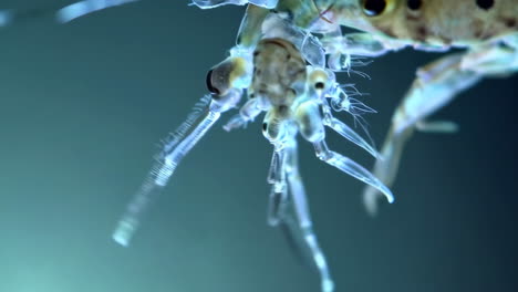 close-up underwater view of a translucent amphipod crustacean
