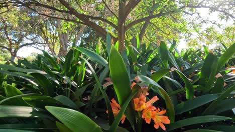 orange flowers amidst lush green foliage