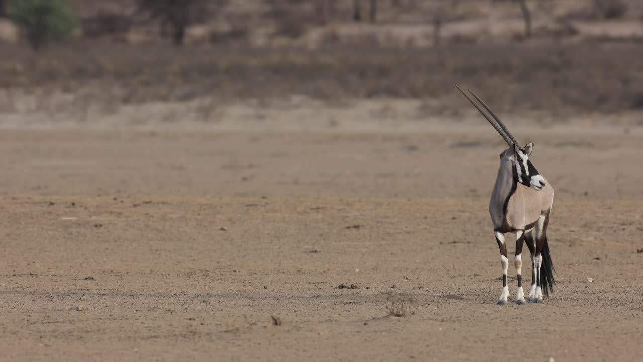 Wide shot of a Oryx antelope standing in the bare and dry landscape turning its head to the side, Kgalagadi Transfrontier Park