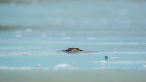 crab at the beach revealed by ocean waves in kuakata, bangladesh