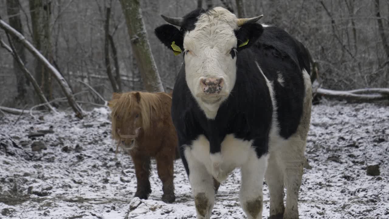 On a frozen meadow covered with snow you can see up close a cow and a pony looking in the distance. The cow is white with black spots and the pony is brown