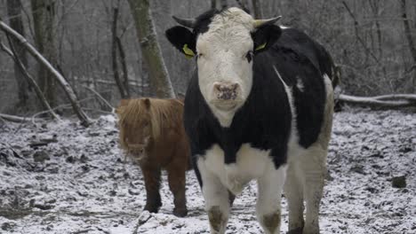 on a frozen meadow covered with snow you can see up close a cow and a pony looking in the distance. the cow is white with black spots and the pony is brown
