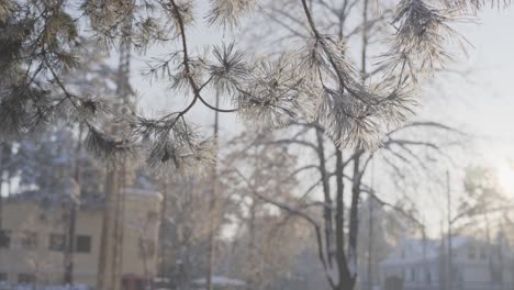 Close-up-of-frozen-spruce-tree-leaves-and-twig,-winter-cold-morning