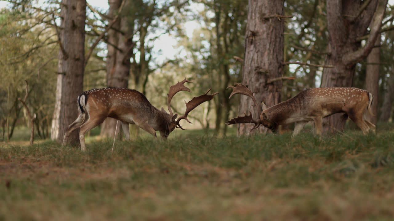 ciervos en barbecho luchando en el bosque